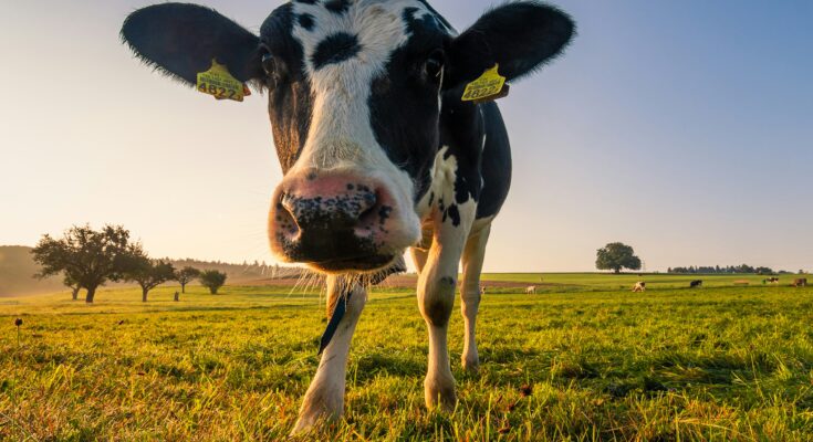 A cow standing in a green pasture, representing the role of dairy farming in providing essential nutrients for growing children and highlighting The Importance of Milk in Childhood Development.