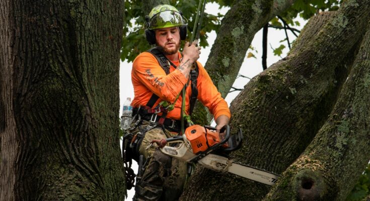 Cardiff tree services professional pruning trees in a garden.